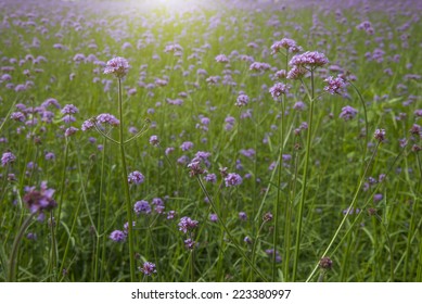 Verbena Plant Flower