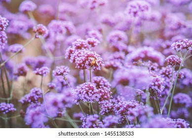 Verbena is a purple flower. And there are bees with butterflies