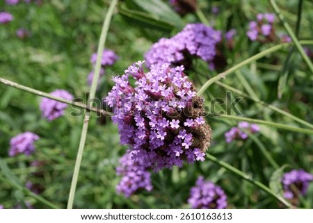 Verbena purple flowers blooming in the park