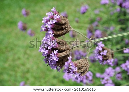 Verbena purple flowers blooming in the park
