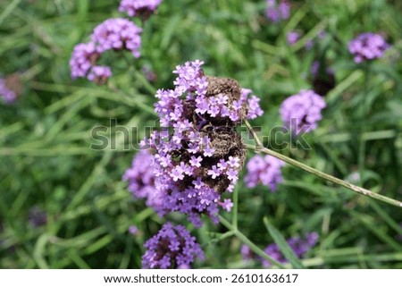 Verbena purple flowers blooming in the park