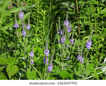 Verbena stricta (Hoary Vervain) Native North American Prairie Wildflower