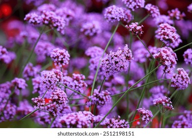 Verbena, vervain or verveine, is a genus in the family Verbenaceae. It contains about 150 species of annual and perennial herbaceous or semi-woody flowering plants. - Powered by Shutterstock