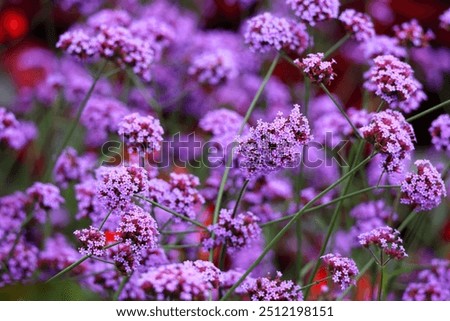 Similar – Image, Stock Photo Garden verbena in a flower box