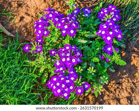 Verbena is a vibrant flowering plant with colorful clusters, long blooms, heat tolerance, attracting pollinators, thriving in sun and well-drained soil, ideal for gardens.