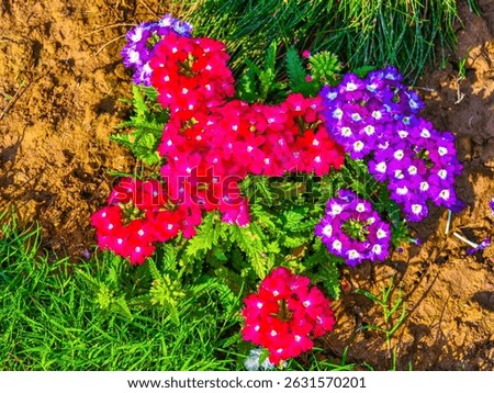 Verbena is a vibrant flowering plant with colorful clusters, long blooms, heat tolerance, attracting pollinators, thriving in sun and well-drained soil, ideal for gardens.
