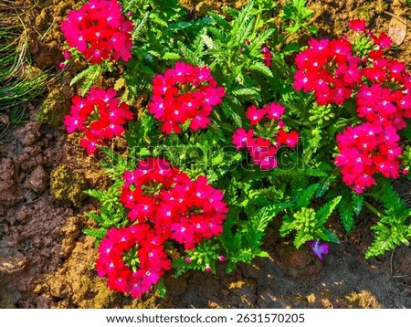 Verbena is a vibrant flowering plant with colorful clusters, long blooms, heat tolerance, attracting pollinators, thriving in sun and well-drained soil, ideal for gardens.