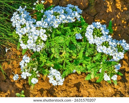 Verbena is a vibrant flowering plant with colorful clusters, long blooms, heat tolerance, attracting pollinators, thriving in sun and well-drained soil, ideal for gardens.