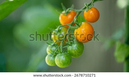 Verdant cherry tomatoes, basking in the summer solstice, transition from emerald to amber, emblematic of the Slow Food ethos