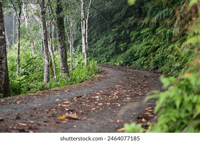 A verdant hiking trail unfolds amidst an early spring morning, enveloped in a misty embrace, as nature awakens from its slumber. - Powered by Shutterstock