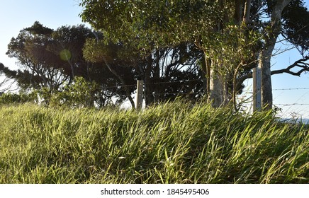 Verdant Verge In The Byron Bay Hinterland