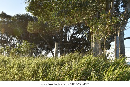 Verdant Verge In The Byron Bay Hinterland