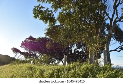 Verdant Verge In The Byron Bay Hinterland