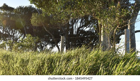 Verdant Verge In The Byron Bay Hinterland