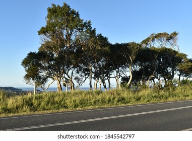 Verdant Verge In The Byron Bay Hinterland