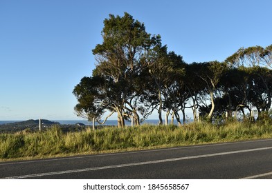 Verdant Verge In The Byron Bay Hinterland