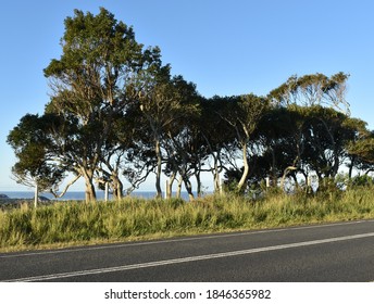 Verdant Verge In The Byron Bay Hinterland