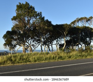 Verdant Verge In The Byron Bay Hinterland