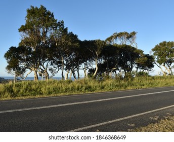 Verdant Verge In The Byron Bay Hinterland