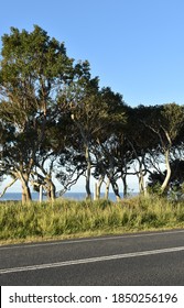 Verdant Verge In The Byron Bay Hinterland