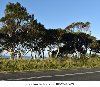 Verdant Verge In The Byron Bay Hinterland