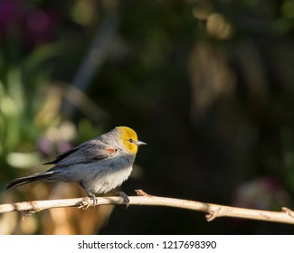 Verdin On Yucca Stalk In Peoria, Arizona.