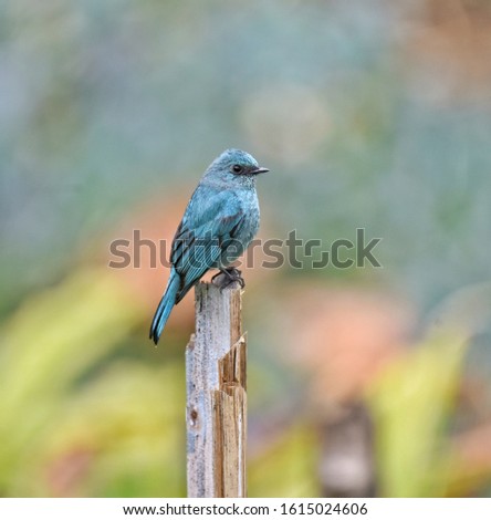 Similar – European Roller