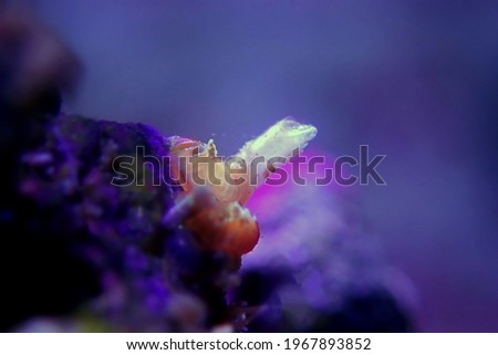 Vermetid snail - nasty pest in coral reef aquarium tank