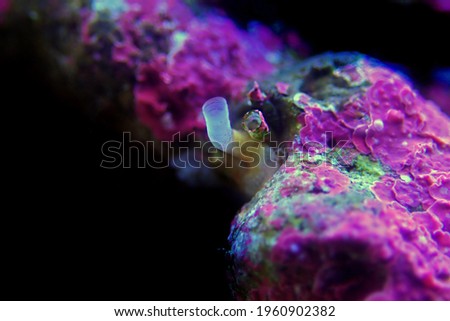Vermetid snail - pest in coral reef aquarium tank