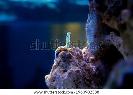 Vermetid snail - pest in coral reef aquarium tank