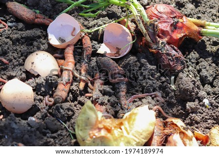 Vermicomposting. Earthworms compost organic waste.