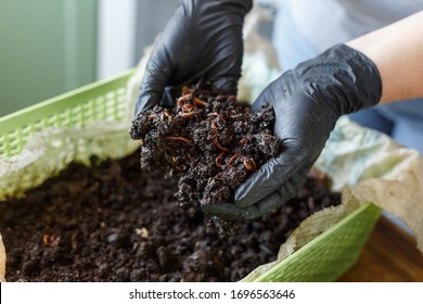 Vermicomposting Or Homemade Worm Composting Is Method Of Turning Home Plant Based Garbage And Kitchen Food Leftovers Into Rich Organic Soil Fertilizer