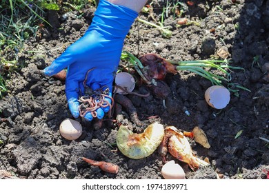 Vermicomposting. Using Earthworm To Decompose Organic Waste.