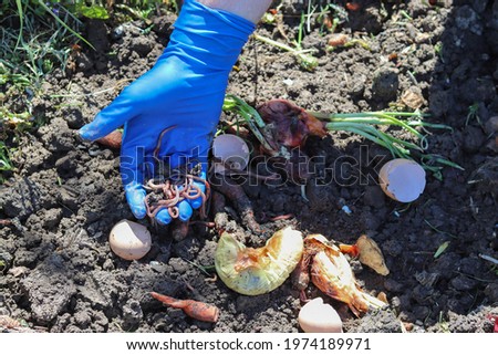 Vermicomposting. Using earthworm to decompose organic waste.
