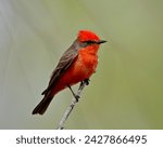 Vermilion flycatcher (pyrocephalus rubinus), patagonia lake state park, arizona, united states of america, north america