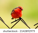 Vermilion Flycatcher (Pyrocephalus rubinus) perched on an iron fence on a sunny day