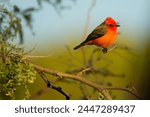 Vermilion Flycatcher, Pyrocephalus rubinus, taken in Arizona, winter, Agnieszka Bacal.