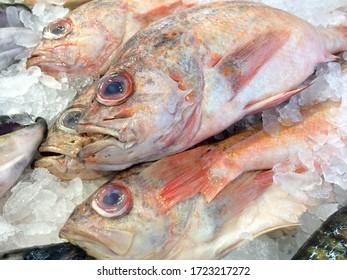 Vermillion Red Rock Fish Whole Laid Out On White Ice At Market