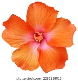 Vermillion shoe flower or hibiscus or chinese rose or hibiscus rosa-sinensis, the flower has 5 petals on a single layer, the pollen stalk in the middle, isolated on white background with clipping path