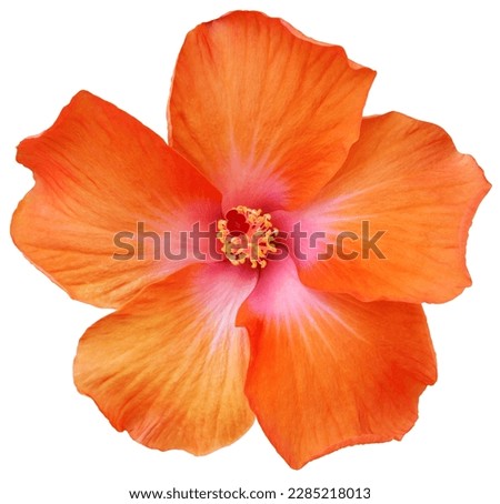 Vermillion shoe flower or hibiscus or chinese rose or hibiscus rosa-sinensis, the flower has 5 petals on a single layer, the pollen stalk in the middle, isolated on white background with clipping path