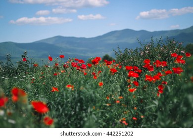 Vermont Flowers And Mountains