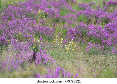 Vermont Outdoor Beauty Purple Flowers