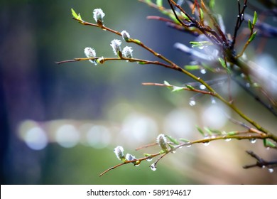 Vernal Aspect. New Season Of Spring In Scandinavia, Willow Twigs, Willow Catkins, Drops Of Dew Like Beads And Light Glare Like Pearls In Background.