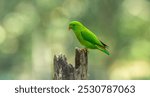 vernal hanging parrot in munnar hills