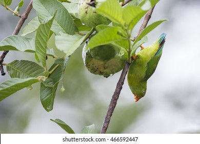 Vernal Hanging Parrot, thailand