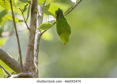 Vernal Hanging Parrot, thailand