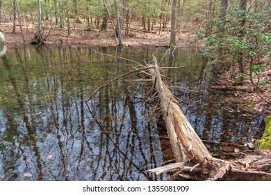 Vernal Pool In The Forest