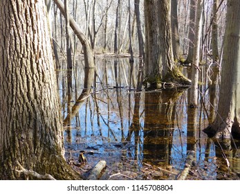 Vernal Pool In Woody Trees