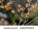 Vernal Witch Hazel (Hamamelis vernalis)  in bloom. Selective focus. Background.
