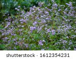 Vernonia cinerea Less grass, grass herb , medicinal properties for abstinence